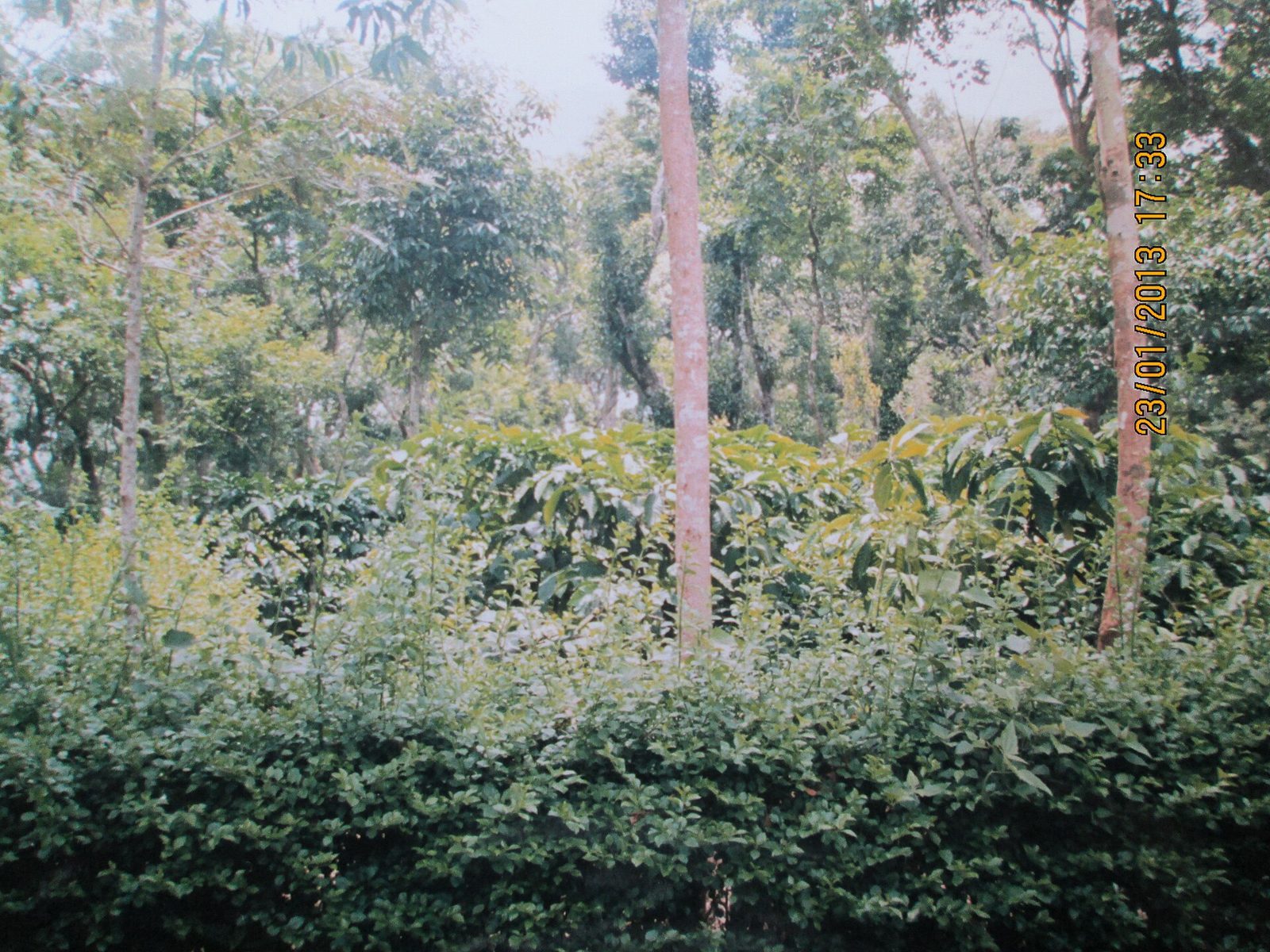 Coonoor